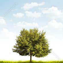 Oak tree