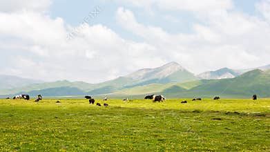The yaks in the highland meadows.