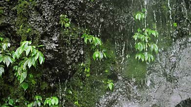 Green vegetation on the tropical waterfall