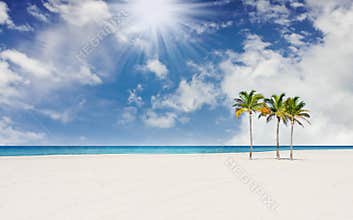 Tropical beach with palm trees in Miami Florida