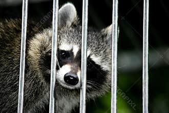 Caged raccoon