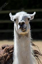 Dumb animal. Cute crazy llama pulling face. Funny meme image.