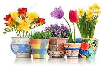 Spring flowers in pots