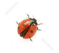 Ladybug