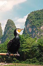 Cormorant Bird Perched on a Pole in Guilin`s Lijiang River