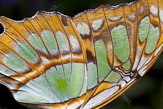 Butterfly Wing (closeup)