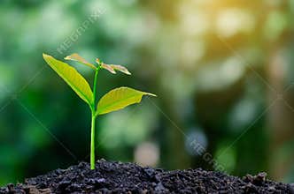 Development of seedling growth Planting seedlings young plant in the morning light on nature background