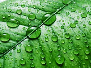 Leave and water drops detail