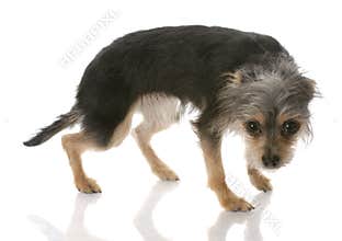 Guilty looking dog