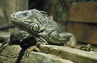 Common Iguana