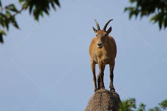 Goat on top of rock