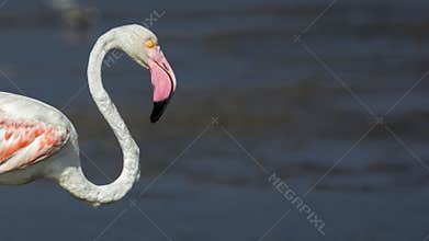 Close-up of a Greater Flamingo, highlighting itâ€™s delicate neck and anatomy