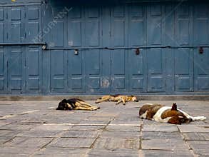Sleepy stray dogs