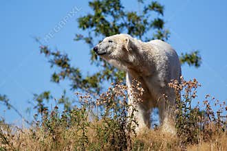 Polar Bear Ursus maritimus