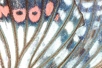 Butterfly wing background