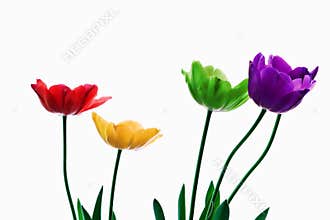 Rainbow Tulips