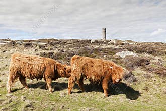 Cows in Castletown area