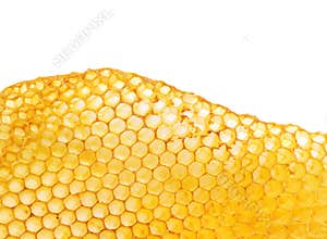 bee honeycomb