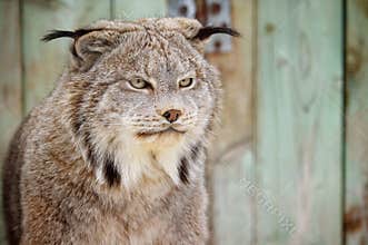 Lynx