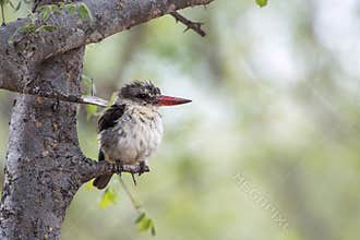 Striped Kingfisher in Kruger National park, South Africa