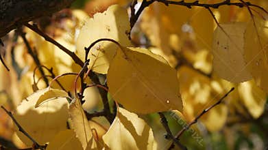 Beautiful tree with generously covered with a yellow autumn foliage close up