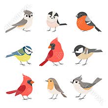 Collection of cute winter birds