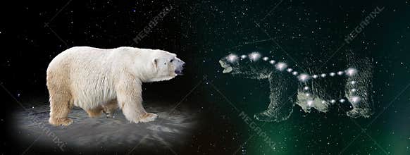 Polar bear and ursa major constellation