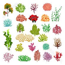 Coral and seaweed. Underwater flora, sea water seaweeds aquarium game kelp and corals. Ocean plants vector set
