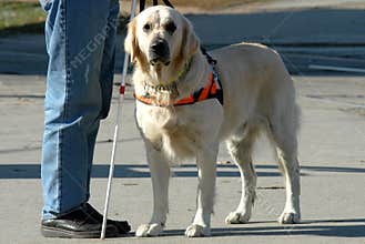 Blind man and his dog