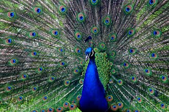 Male peacock showing plumage