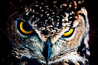 Look me - Athene noctua