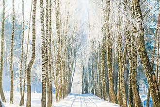 Landscape road in winter, frozen birch trees