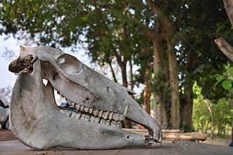 Horse skull on a wooden table