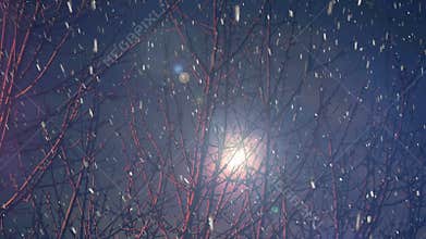 Moonlight through snowy tree branches