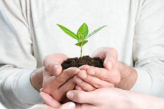 Fresh green sprout