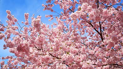 Cherry blossoms treetop with blue sky