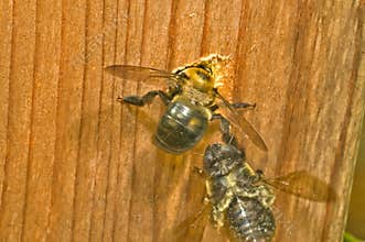 Carpenter Bee female digging nest hole