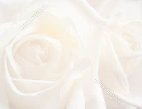 White rose background
