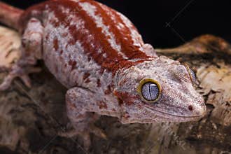 Gargoyle gecko