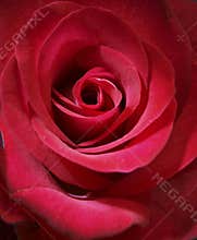 Red Rose