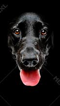 Black dog face