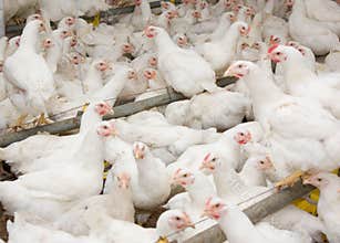 White broiler chickens at the poultry farm