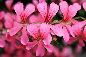 Pink Geranium Cascade flowers
