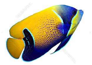 Tropical reef fish
