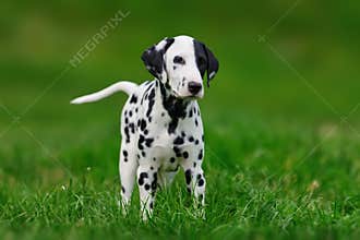 Dalmatian dog outdoors in summer