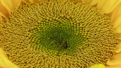 Sunflower Blooming Closeup