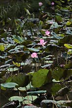 Lotus flowers, Ho Chi Minh City