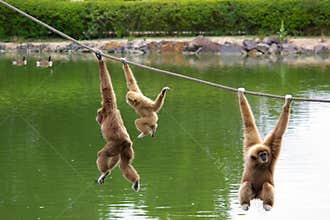 Gibbon monkeys