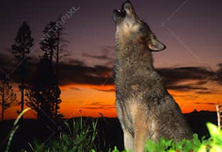 Gray Wolf Howling at Sunset