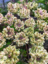 Wild anise